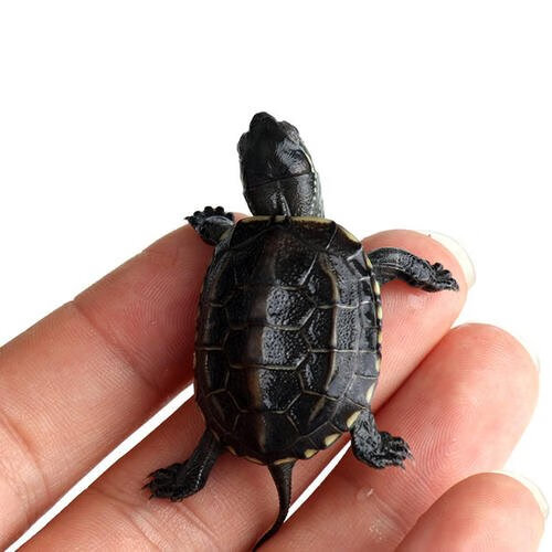 中华墨龟真的是风水(中华草龟能活多少年)