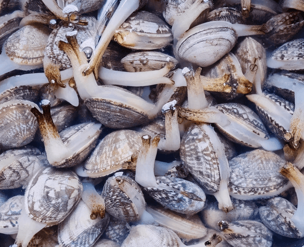 美味的软体动物,随处可见的小海鲜:蛤蜊