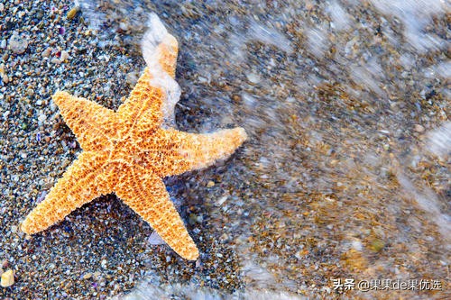干海星怎么做好吃(干海星怎么吃 干海星要如何煲汤)