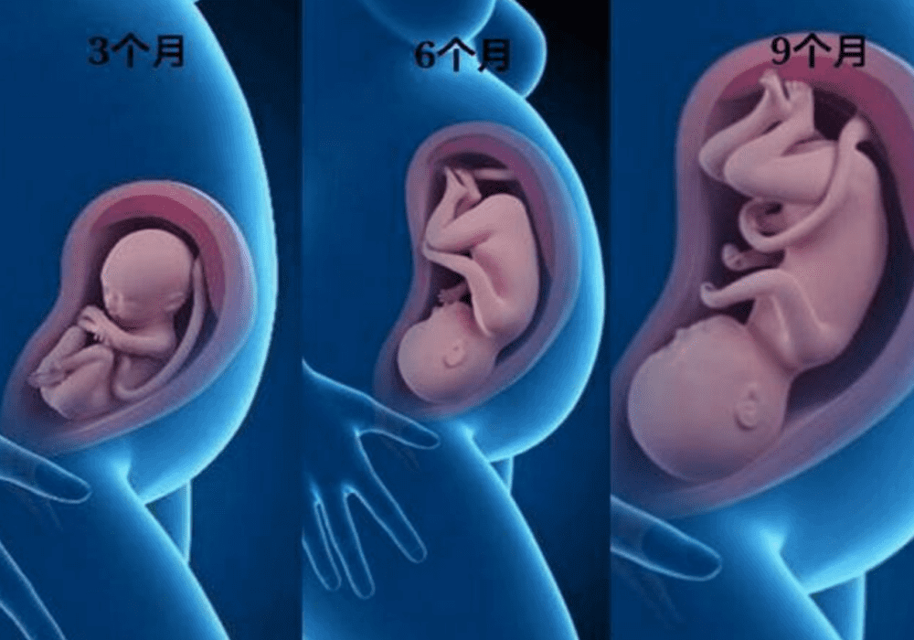 怀孕三个月宝宝图(怀孕四个月胎儿图)