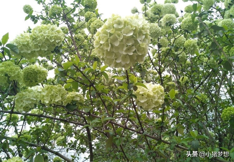 绣球花有毒吗?(绣球花的毒性大不大)