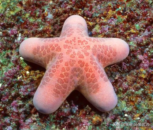 干海星怎么做好吃(干海星怎么吃 干海星要如何煲汤)