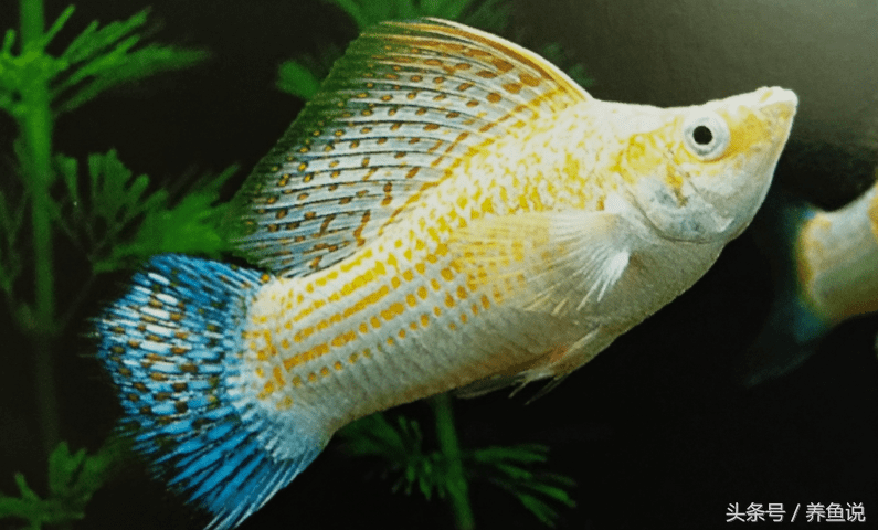 白色的玛丽鱼(玛丽鱼便便白色很长)-百科学社