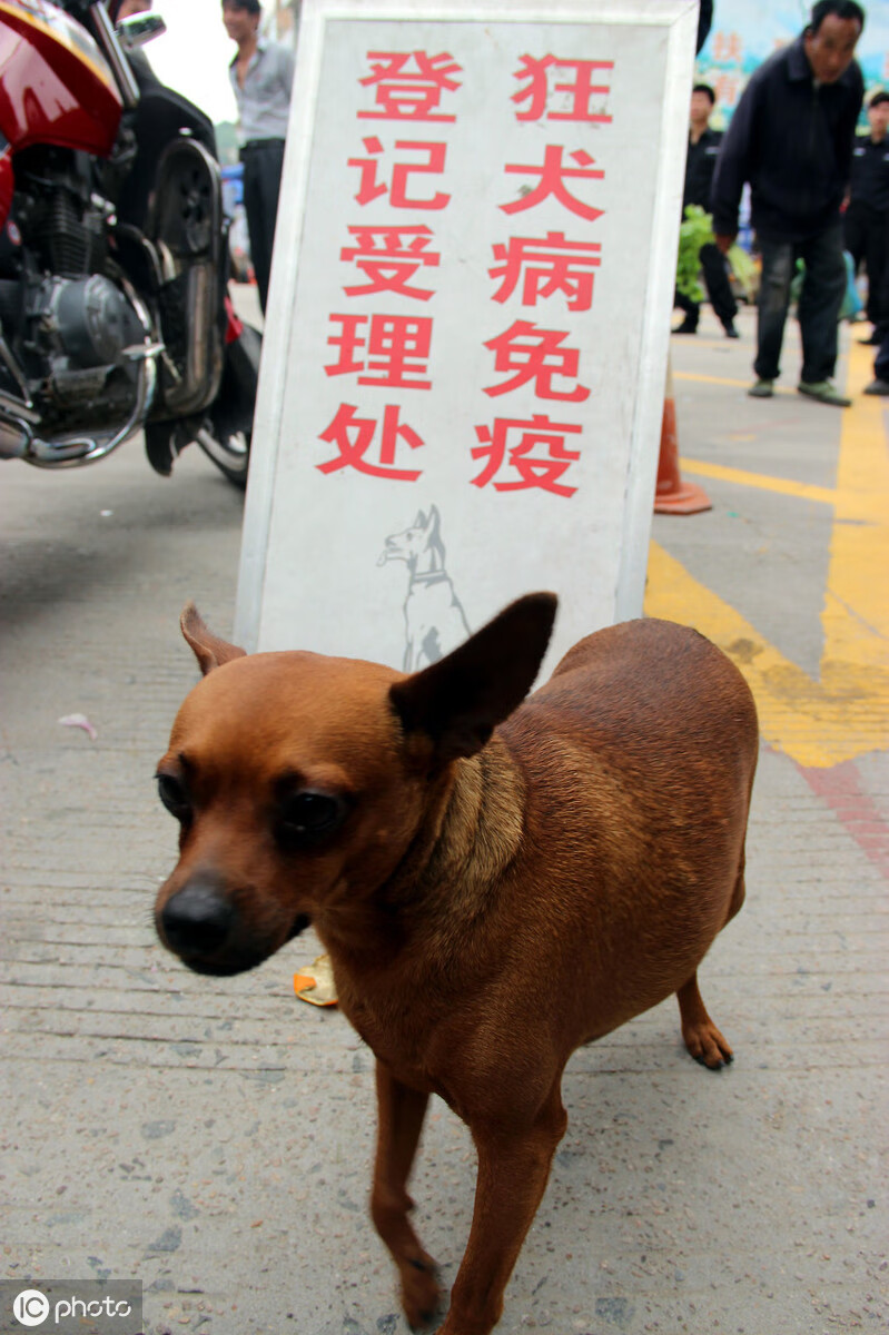 狂犬病是怎么产生的(狂犬病的误解与真相)