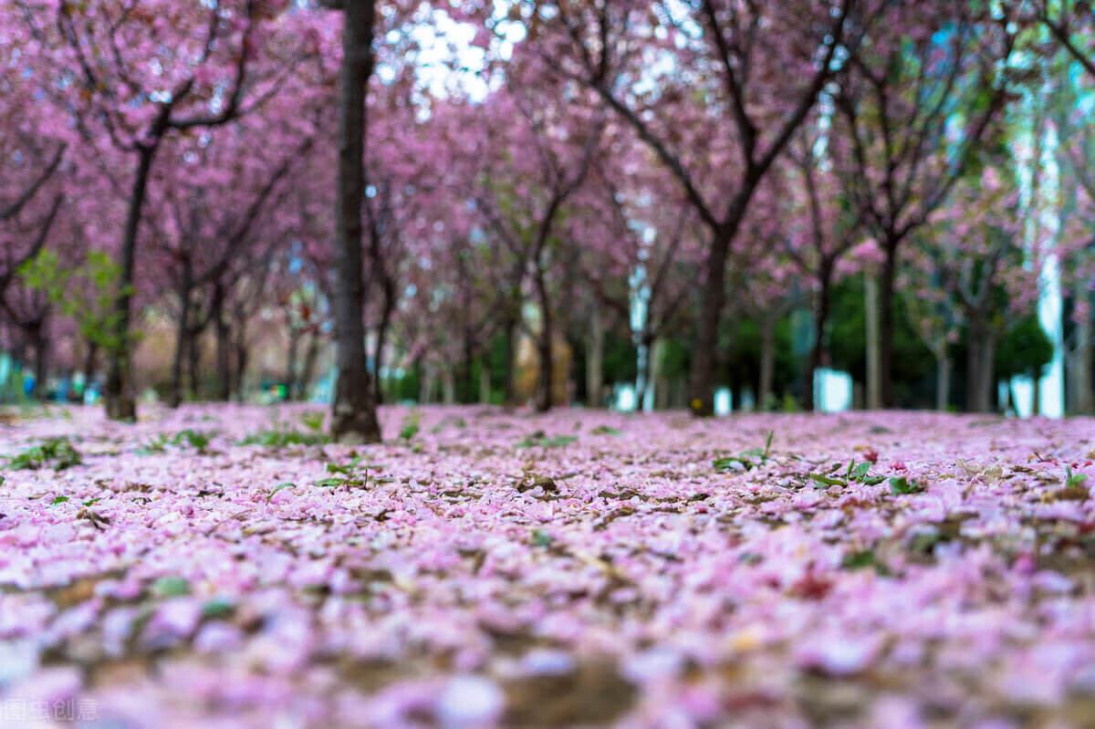 老师好，8句古诗来赞美敬爱的老师