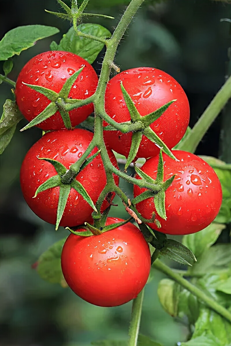 丰收节,果实累累,福气满满