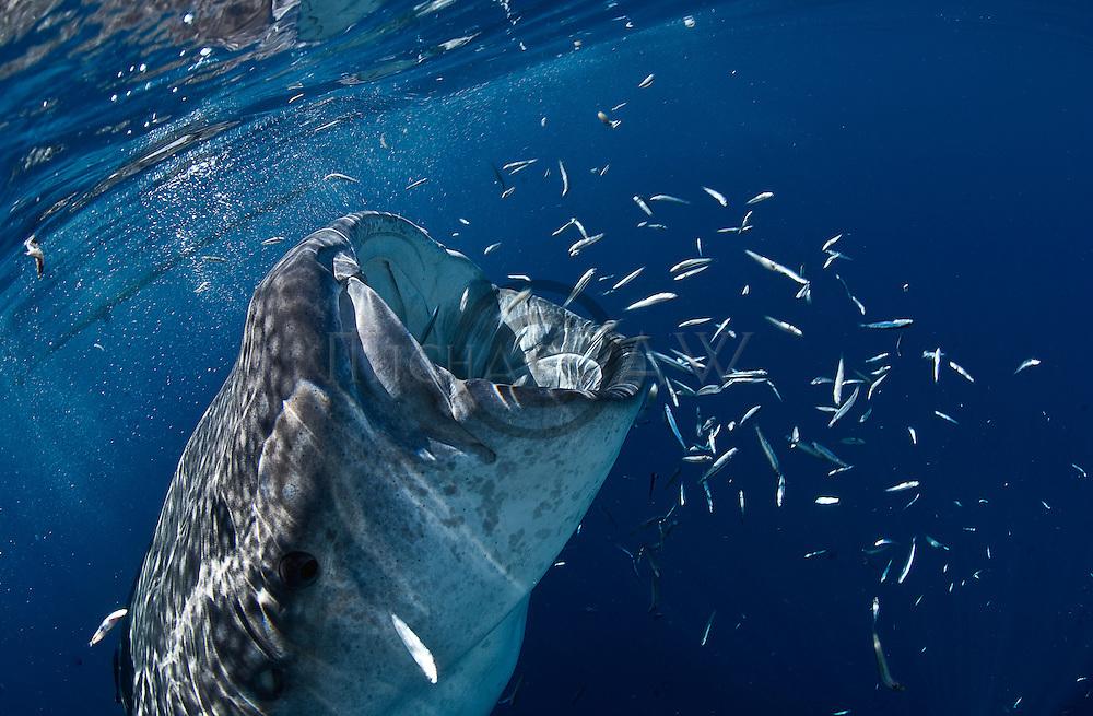 whaleshark翻译baleenwhale