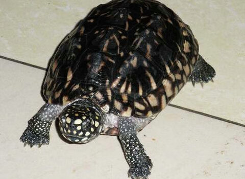 斑点池子水龟(斑点池龟寿命)