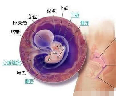 一般多长时间有胎心(多久有胎心)