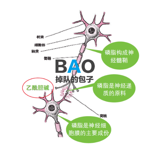 卵磷脂的功效与作用(卵磷脂什么功效和作用)