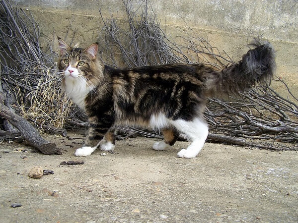 猫冠军头衔(猫一杯是谁)