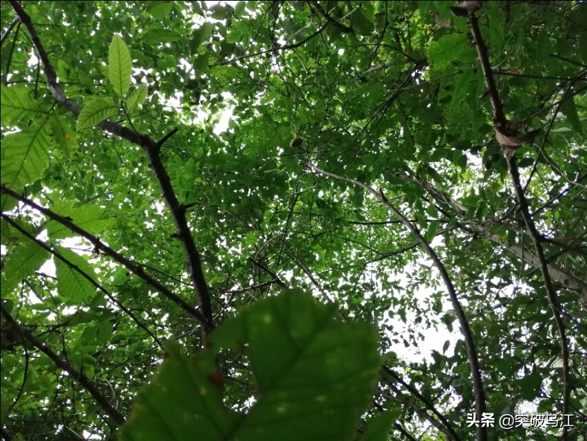 八月瓜几月开花(六月瓜)
