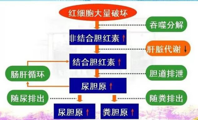 血癌的早期症状是什么样