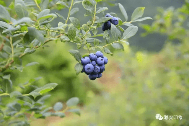 蓝莓 风水(草莓风水上有啥寓意)