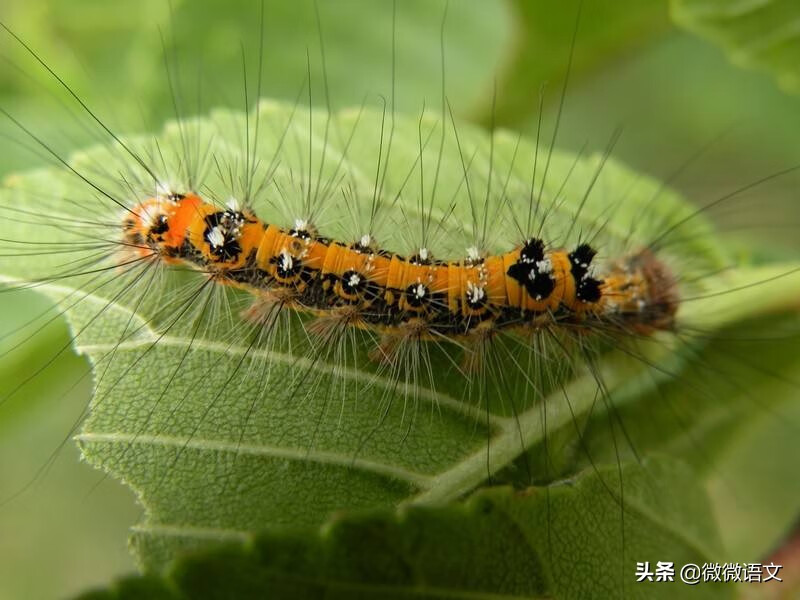 《昆虫记》精彩片段摘抄 （下）