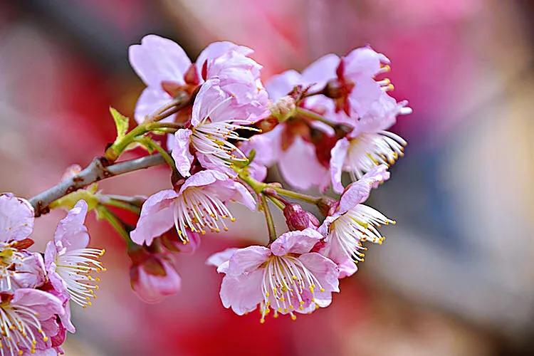 寒绯樱林樱花(八重寒绯樱)