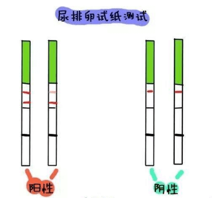 排卵期怎么算的(排卵期是什么时候怎么算)