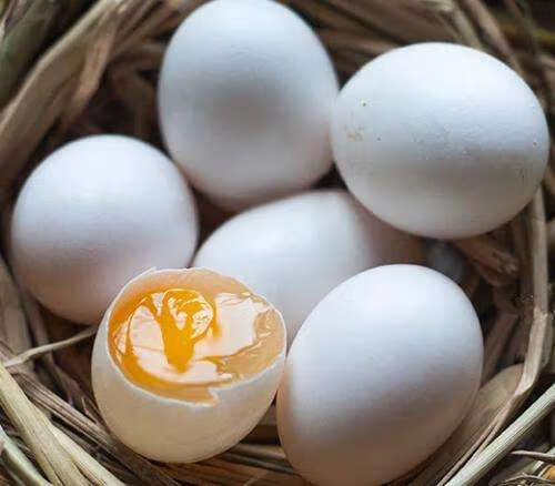 白鸽蛋图片(白鸽为啥吃自己的蛋)
