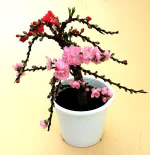 盆栽桃花风水(怎样看风水宝地)