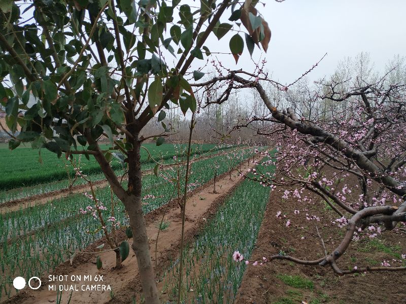 桃花什么时候开什么时候谢(桃花几点开花时间 一天)