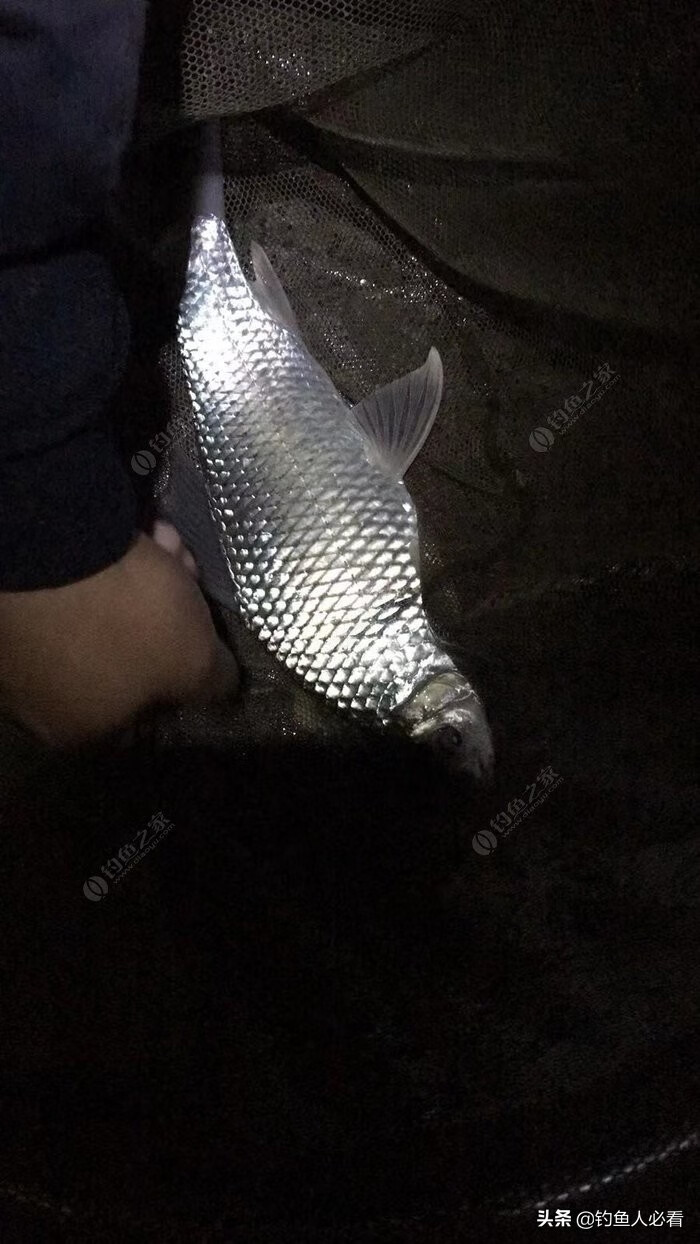 鲮鱼的做法大全(炸鲮鱼的做法大全)