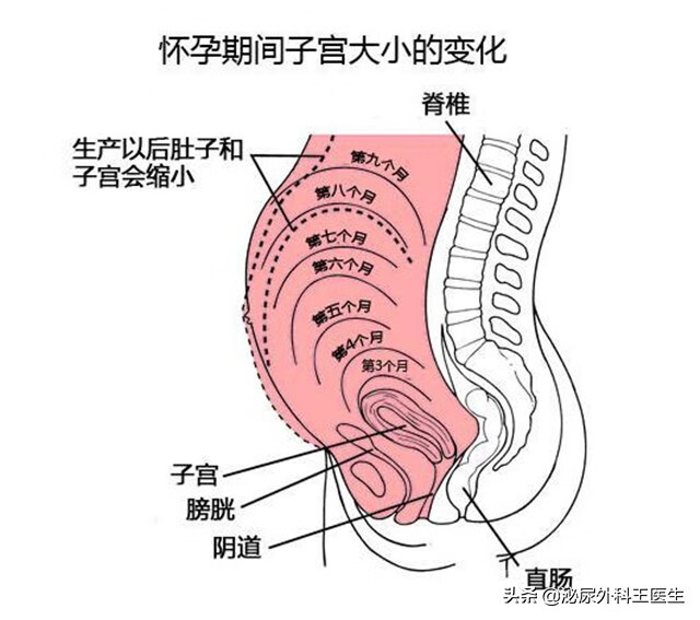 子宫部位 女性图片