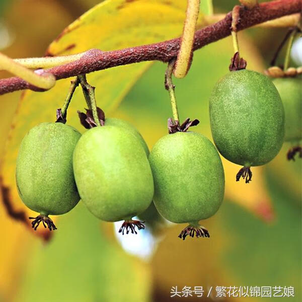 软枣子掉果是什么原因(软枣又叫什么名字)