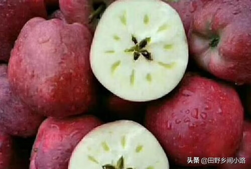 蛇果的功效与作用(蛇果子)