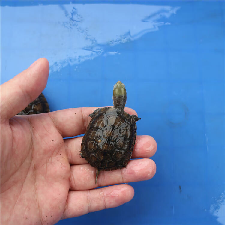 乌龟吃什么食物?(乌龟吃啥东西)