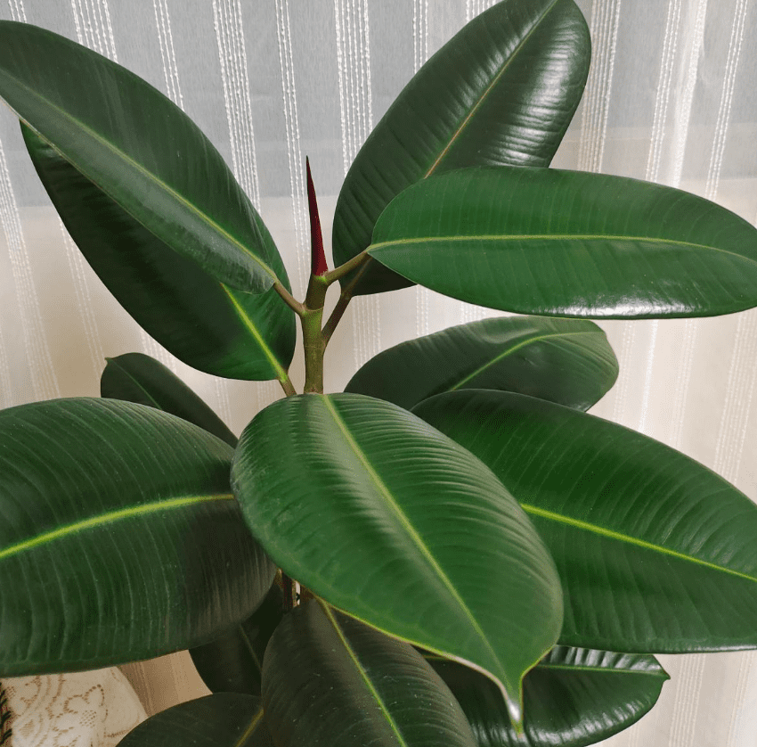 室内养殖橡皮树风水好吗(橡皮树的养殖方法)