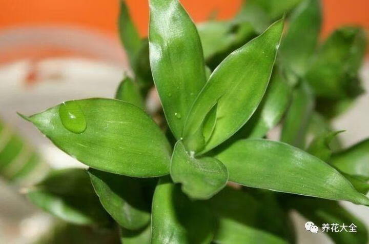 罗汉竹风水的作用罗汉竹在风水上的寓意