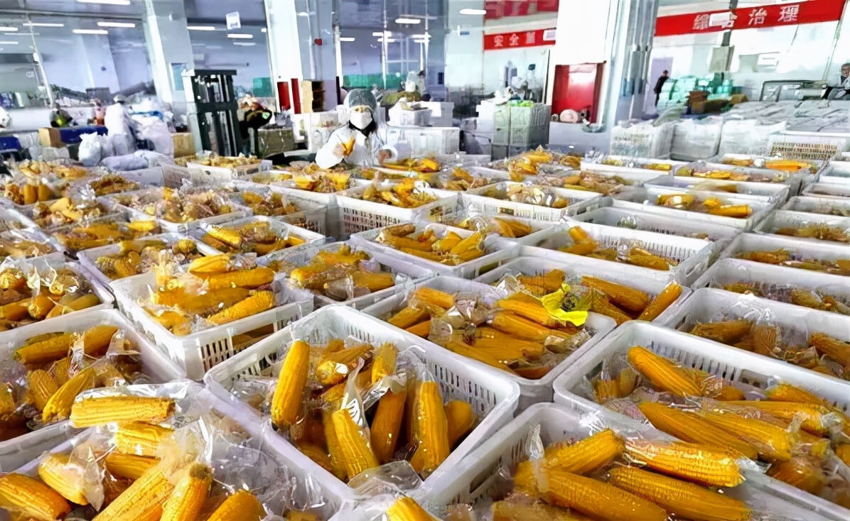 老玉米(老玉米是什么意思)