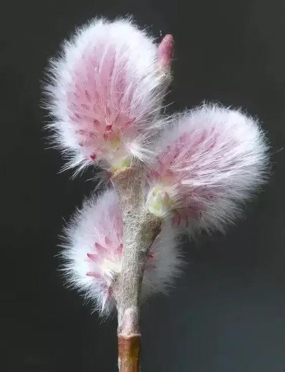 化妆舞会活动策划(化妆舞会策划案范本)