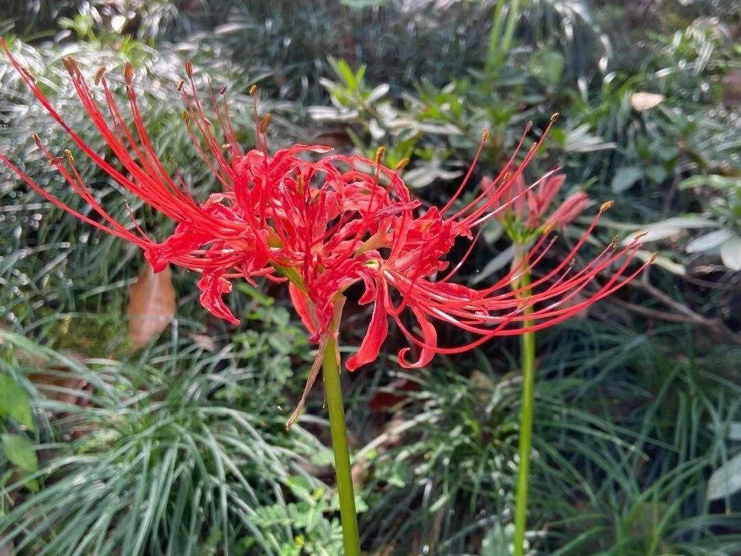 有毒的花有哪些(有毒性的花有哪些)