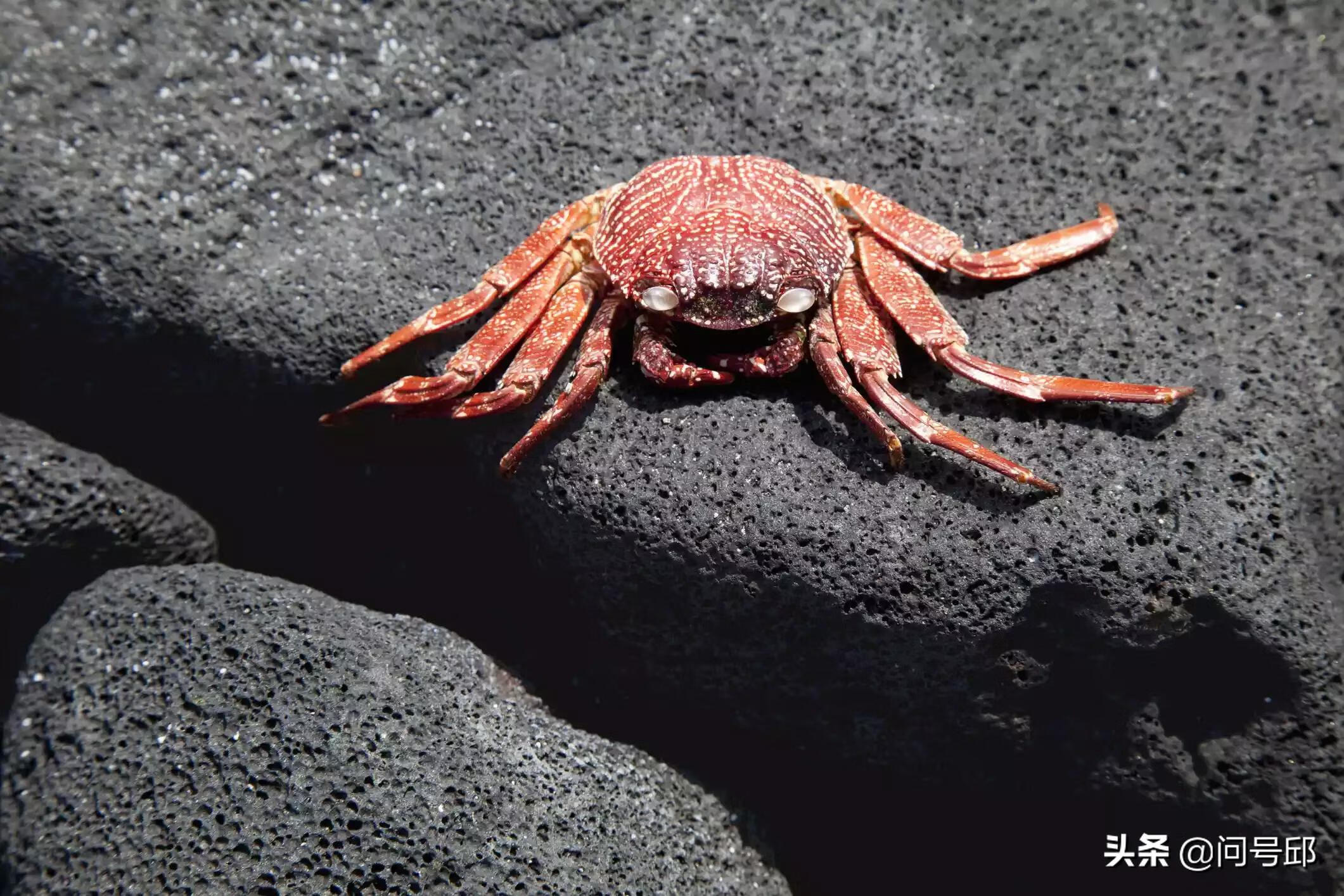 幽灵螃蟹(幽灵动物)