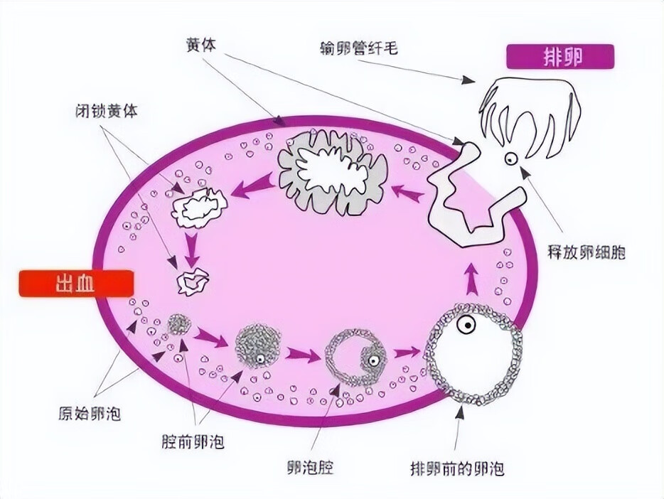 促卵细胞生成素多少正常?(月经期促卵泡生成素)