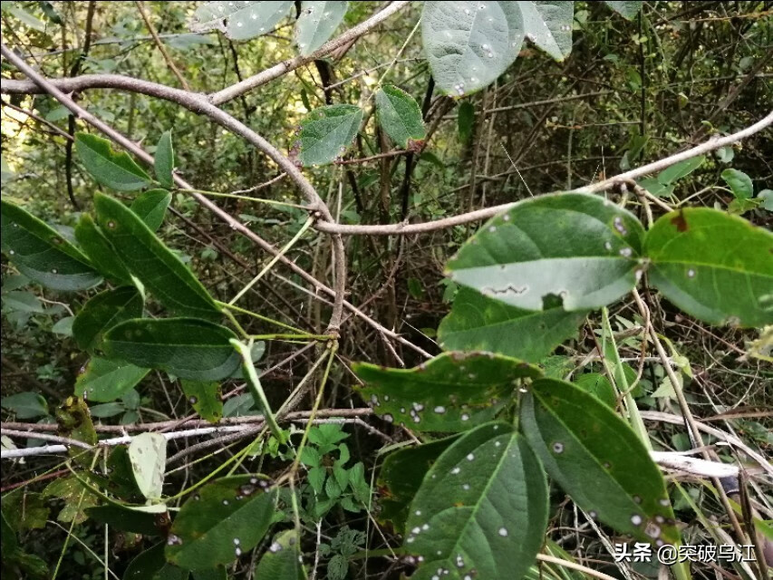 八月瓜几月开花(六月瓜)