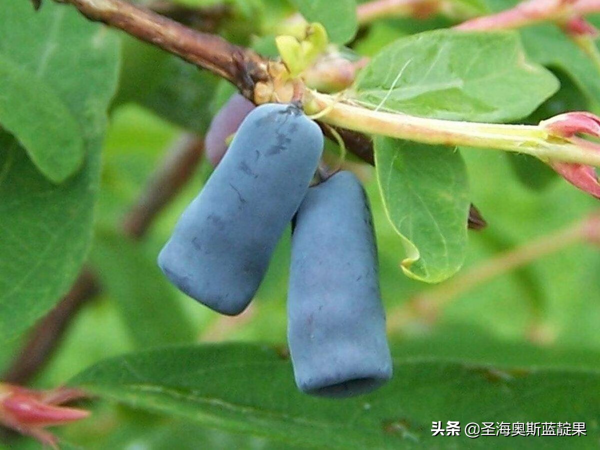 蓝靛果种植环境与条件(蓝靛果分为几个品种)