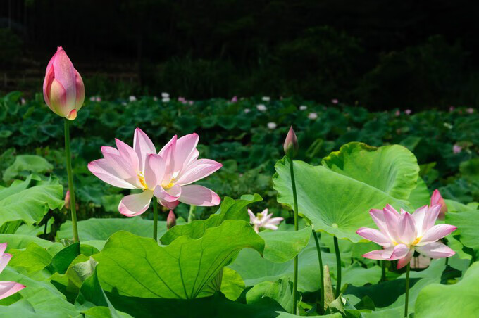 广西百色靖西风水宝地(广西风水宝地大全)