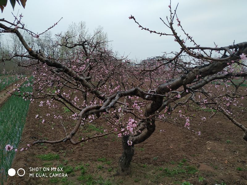 桃花什么时候开什么时候谢(桃花几点开花时间 一天)