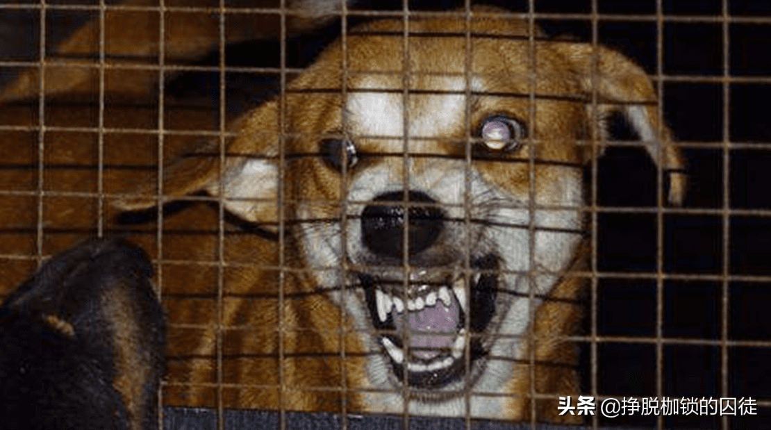 人得狂犬病潜伏期最长多久(狂犬病潜伏期最长50年)