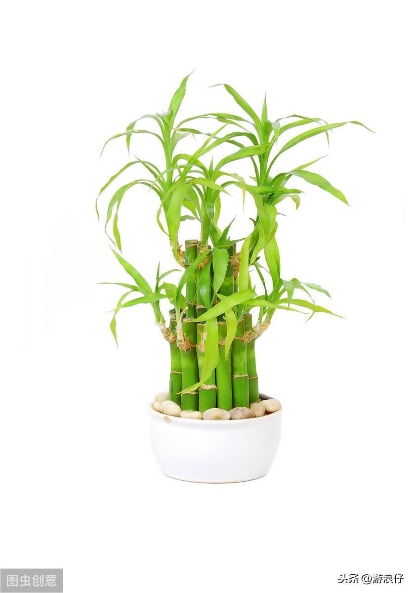 水竹 风水(养水竹有什么好处)-百科学社