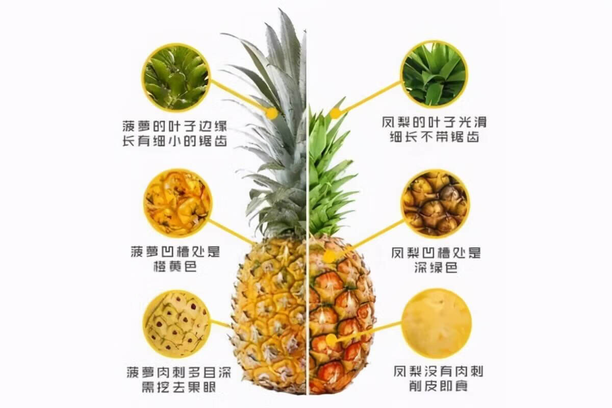 菠萝 凤梨 区别(菠萝和凤梨到底有什么区别?)