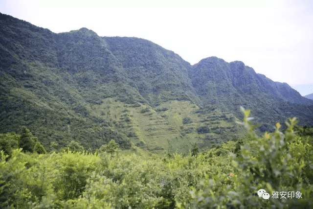 蓝莓 风水(草莓风水上有啥寓意)