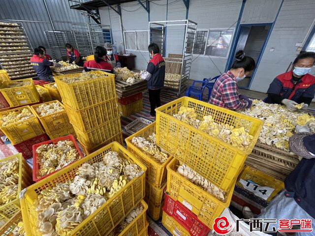 黄金菇图片(金菌菇)