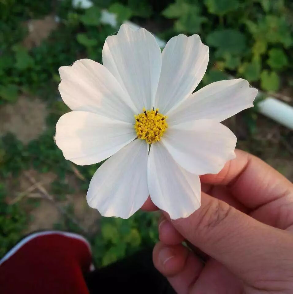 引起不孕的原因是什么?(女生不孕的几种原因)