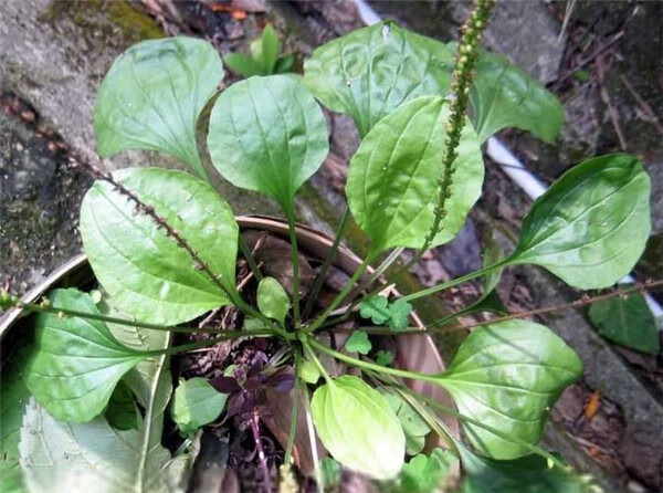 车前草怎么吃效果最好(车前草如何食用方法)