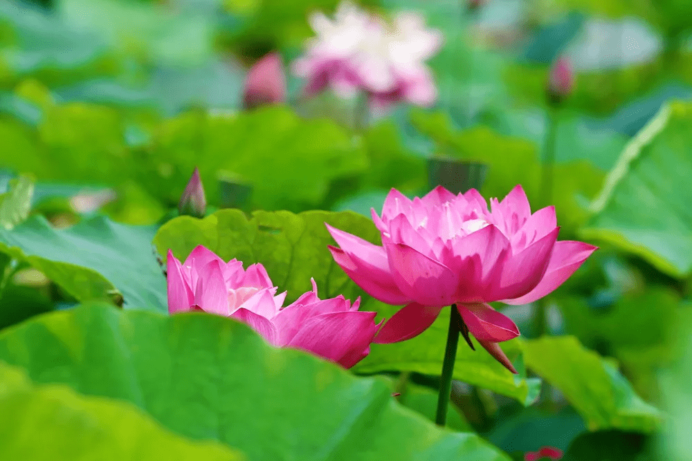 六陳鎮出水蓮花風水(那出水的蓮花)