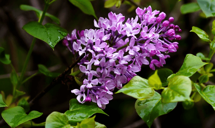 春天紫色花的树图片