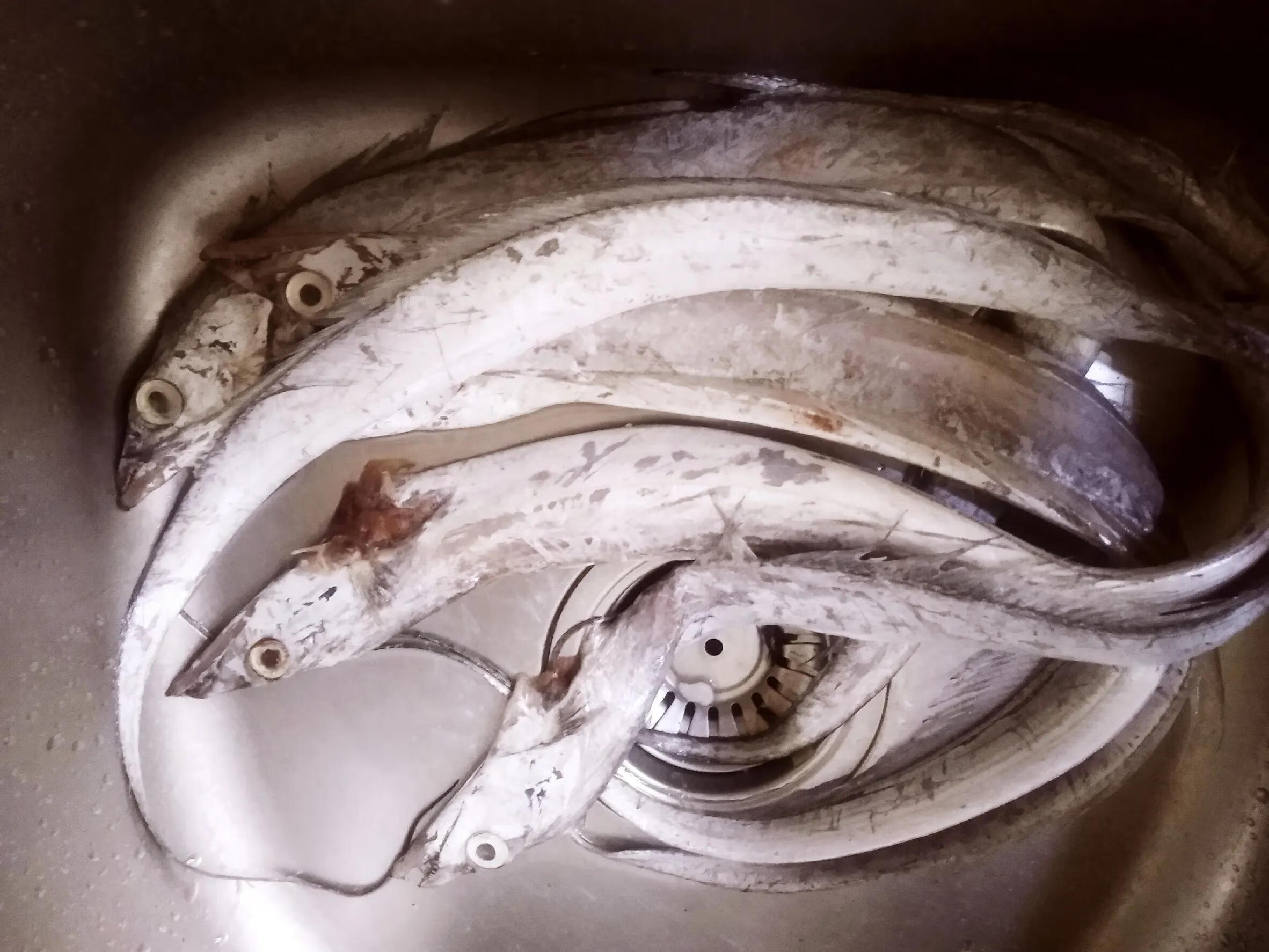 带鱼是深海鱼吗?能养殖吗(带鱼是深海鱼还是浅海鱼)